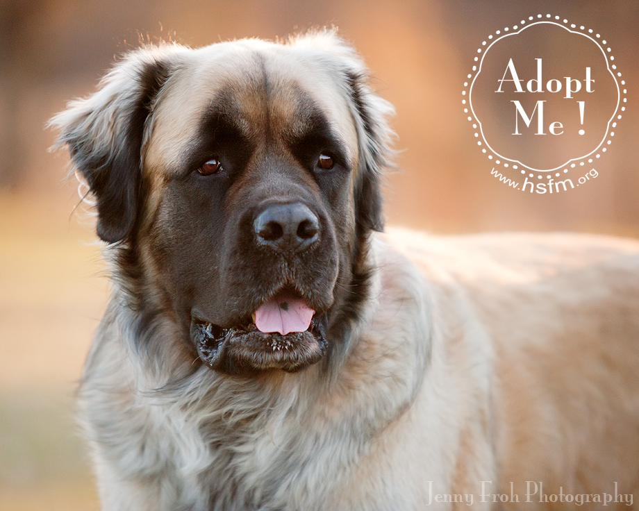 fluffy english mastiff