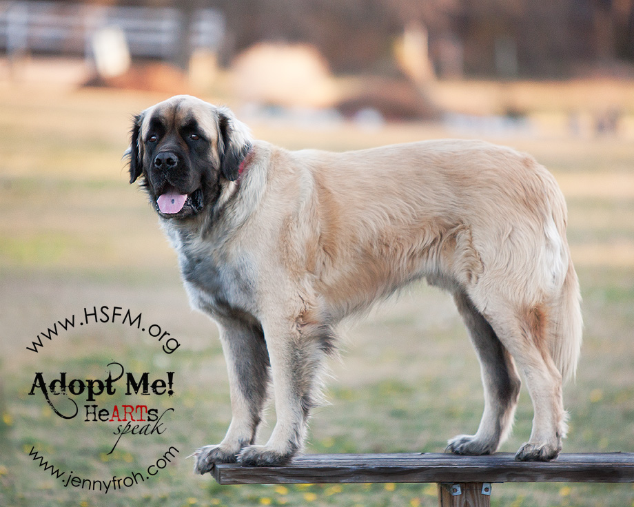 fluffy english mastiff