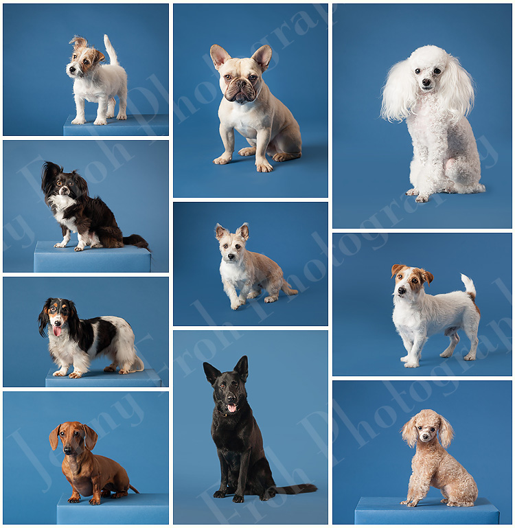 Hollywood dogs at DFW Dog Quest Training Center