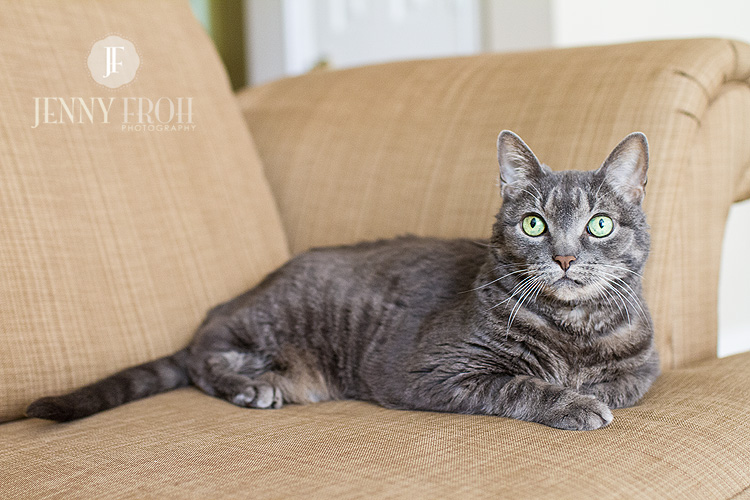 Grey Tabby on couch
