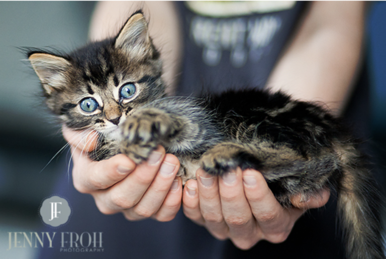 Kitten being held